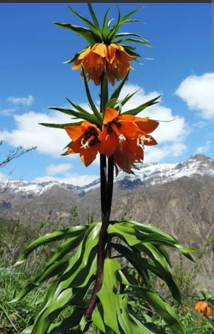 TahsinSever1's tweet photo. Bi hêvîya cejnên azad, Cejna wêya Newrozê pîroz be! https://t.co/rwrAvnKBVR