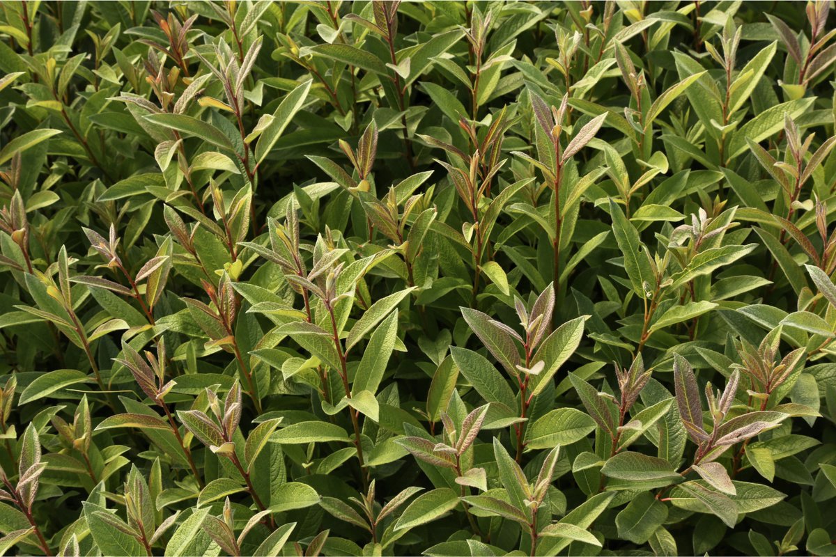 Trees for Life tweet media