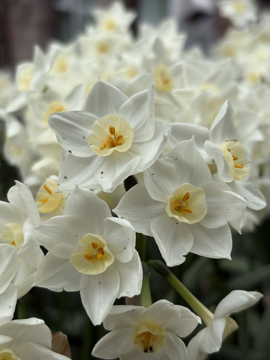 HirakoBiologyC's tweet photo. 中庭のスイセンが満開で綺麗です！
ちなみにスイセンには毒がありますが、花が咲いていない状態はニラによく似ています。🌿🌱
葉の形や香りなどで判別できるそうですが、自生してるニラは間違って食べないように気を付ける必要がありますね！
#花の写真 #園芸 https://t.co/MLdU8ZWVqb