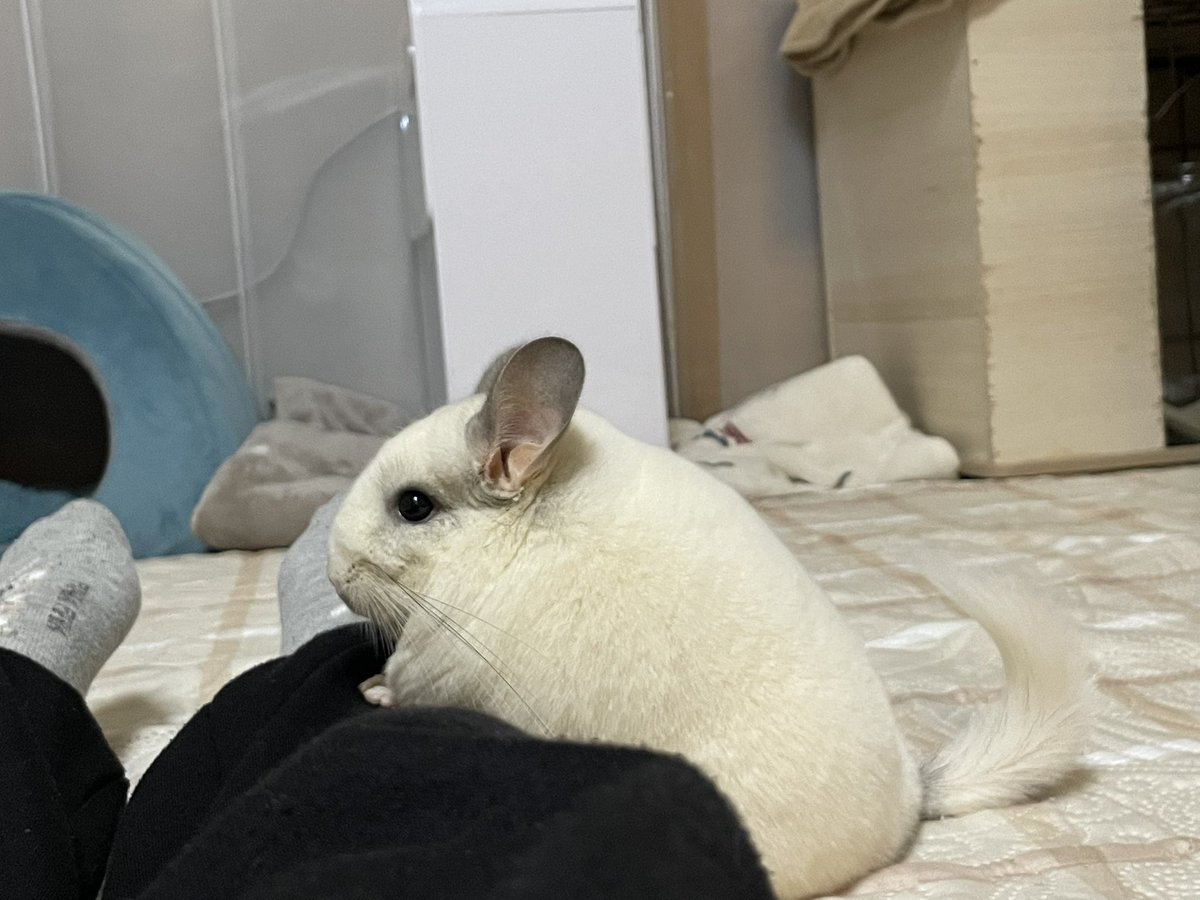 ここるる🐭飼い主はる tweet media