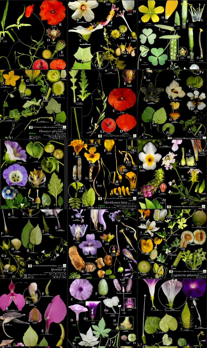 𝐼𝑟𝐴𝑔𝑖 𝐿𝐴𝑛𝑑𝑟𝑦 𝐶𝑖𝑔𝐴𝑛𝑔𝑢 ➋➊᠂𓀎 tweet media