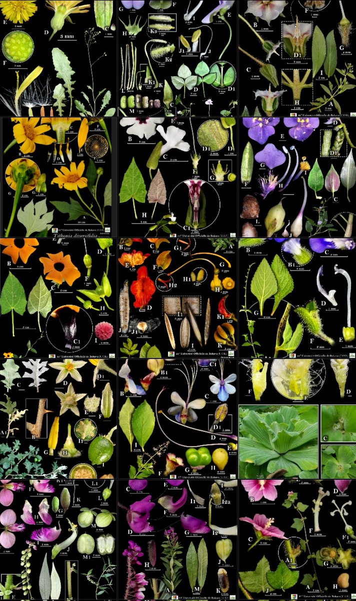 𝐼𝑟𝐴𝑔𝑖 𝐿𝐴𝑛𝑑𝑟𝑦 𝐶𝑖𝑔𝐴𝑛𝑔𝑢 ➋➊᠂𓀎 tweet media