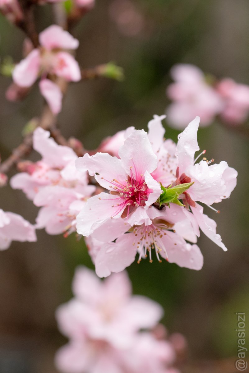 あやし tweet media