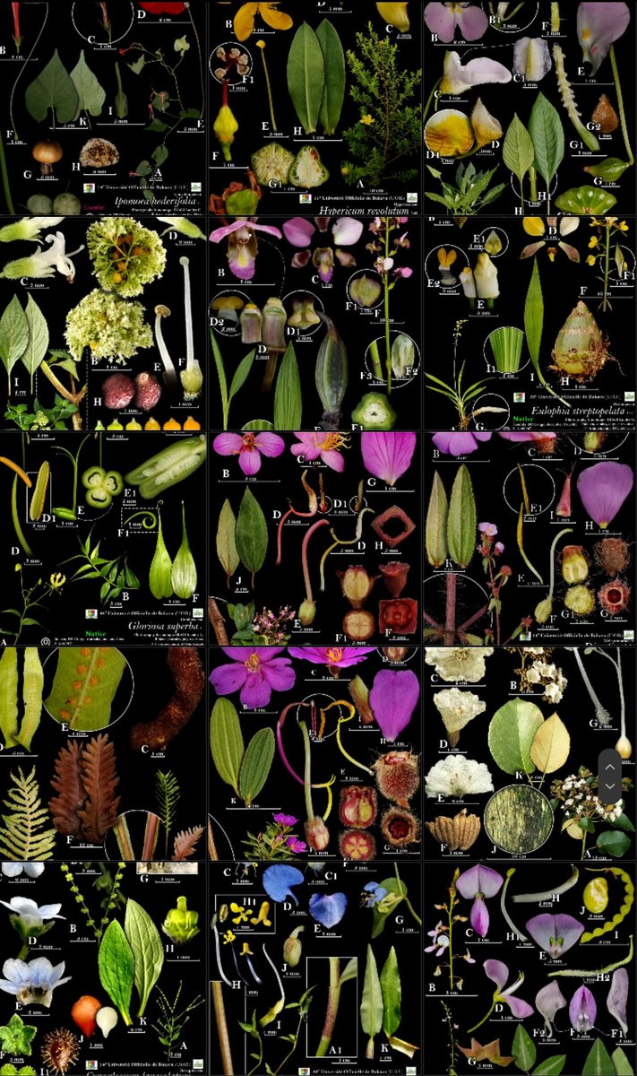 𝐼𝑟𝐴𝑔𝑖 𝐿𝐴𝑛𝑑𝑟𝑦 𝐶𝑖𝑔𝐴𝑛𝑔𝑢 ➋➊᠂𓀎 tweet media