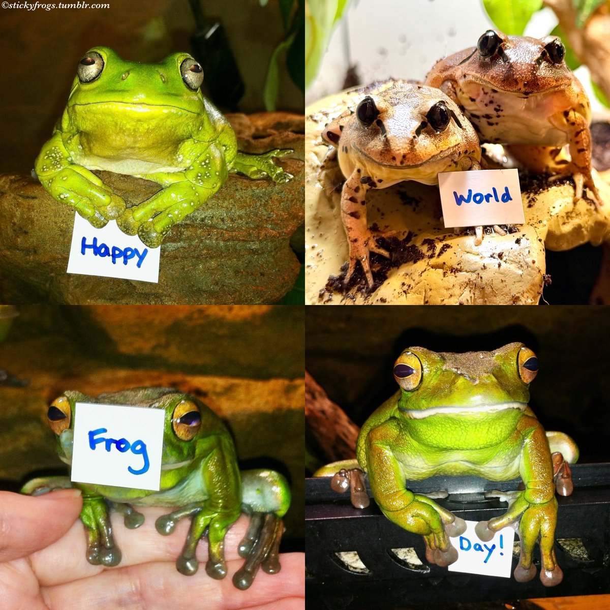 Sticky Frogs tweet media