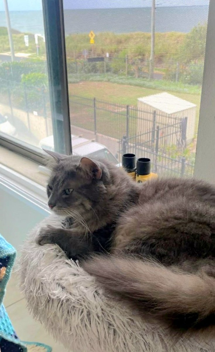 MillyCat 🌈 and RovyCat 🇦🇺 tweet media