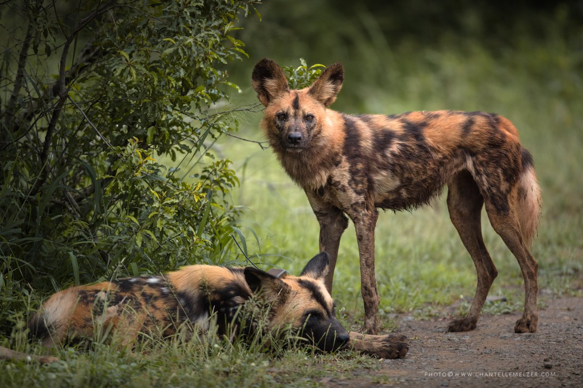 WildlifeACT tweet media