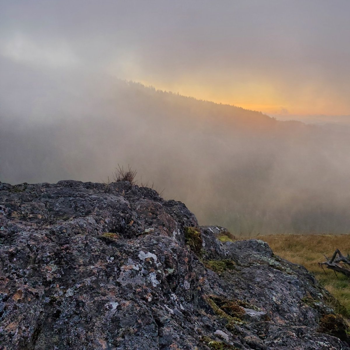 rachelnewcombe8's tweet image. Overcast morning
   Worries drift
      Mood lifts

#vss365 #overcast