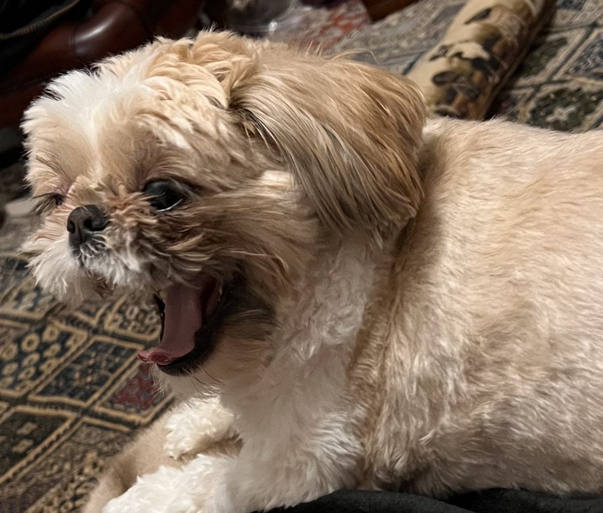 Goldie Huggy 🌈Amber, Pele tweet media