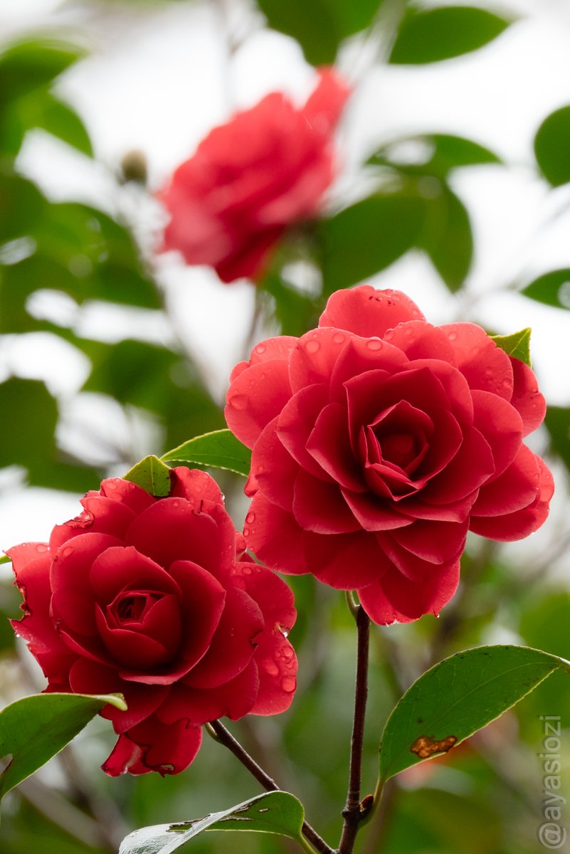 あやし tweet media