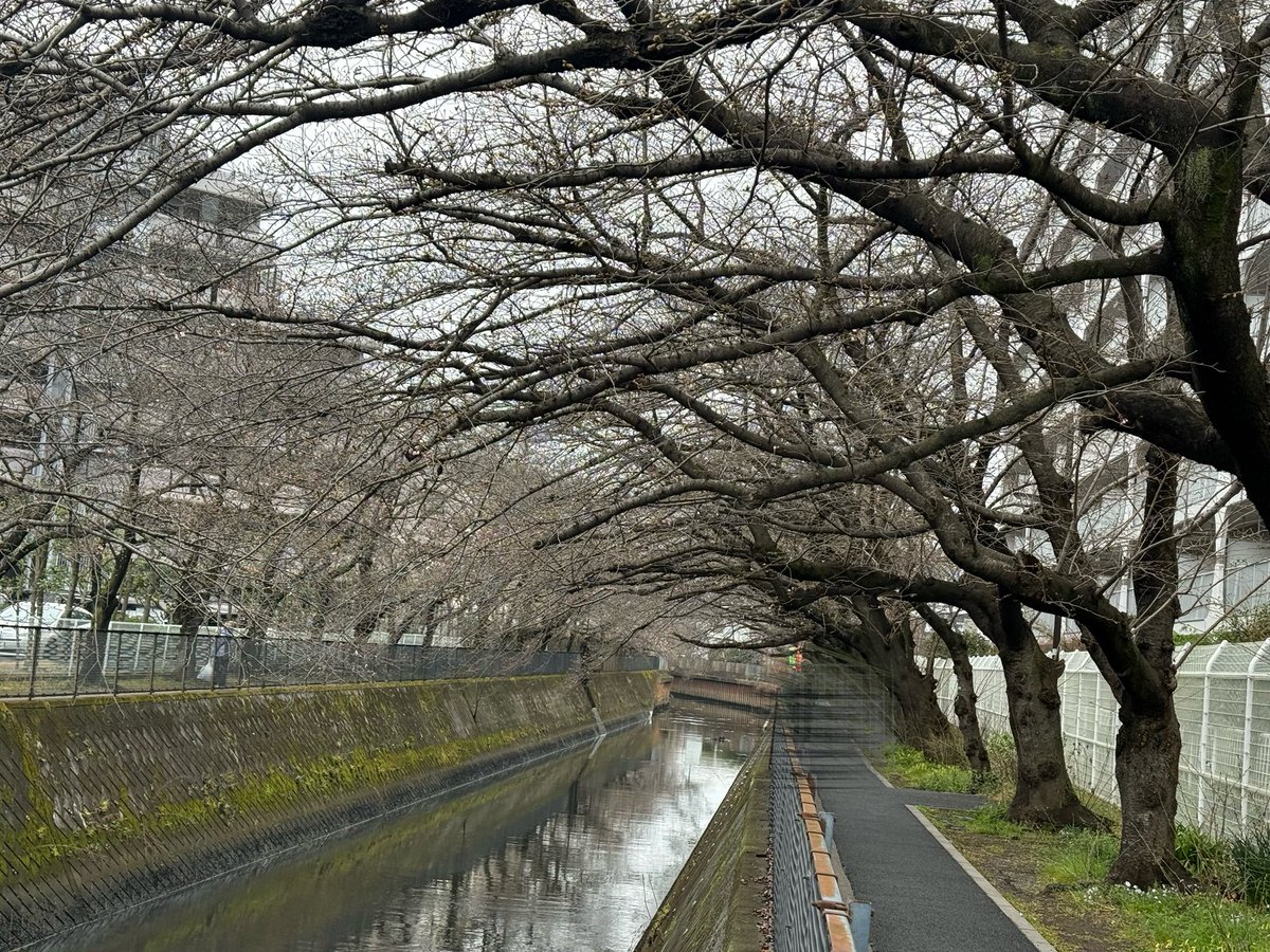 chabane5961's tweet photo. (今日の腕時計)
チューダー ブラックベイ・プロ (79470)

近所の桜の名所に咲いてるかなと思って見に行ったけどあと一本というかもう二歩という感じでした🌸 https://t.co/8Gl8wDqEaH