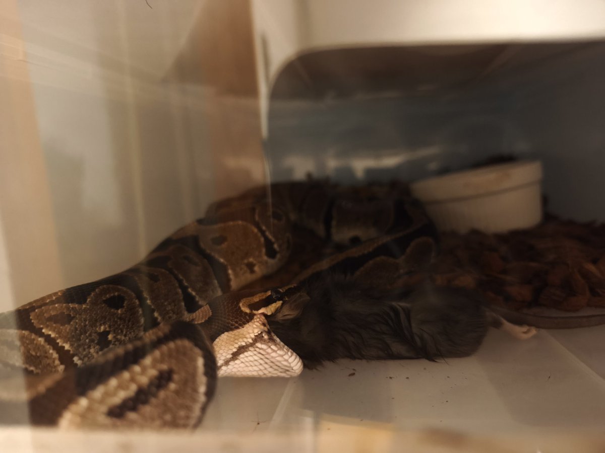 ボスゴドラ@YGGDRASILL tweet media