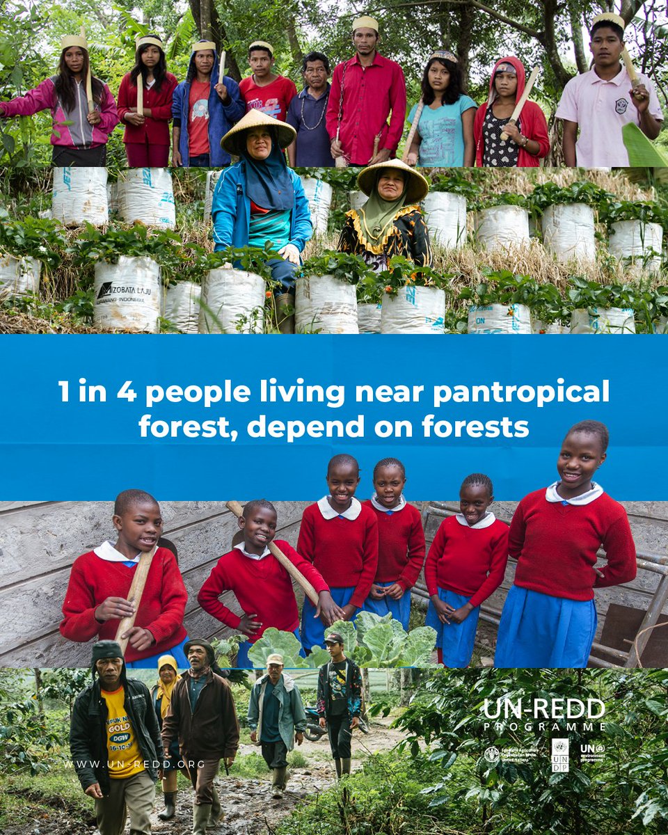 UN-REDD Programme tweet media