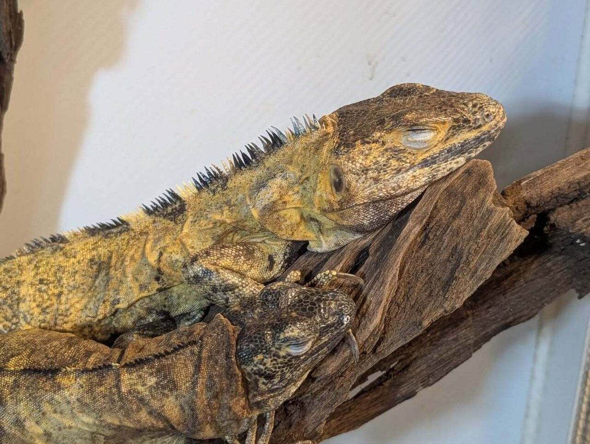 CANDLE ハタノ tweet media