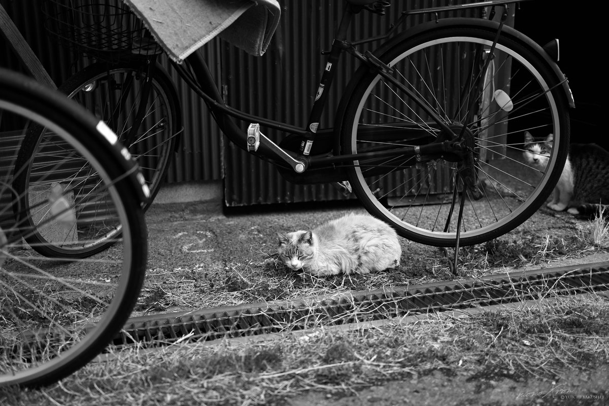 monoXron tweet media