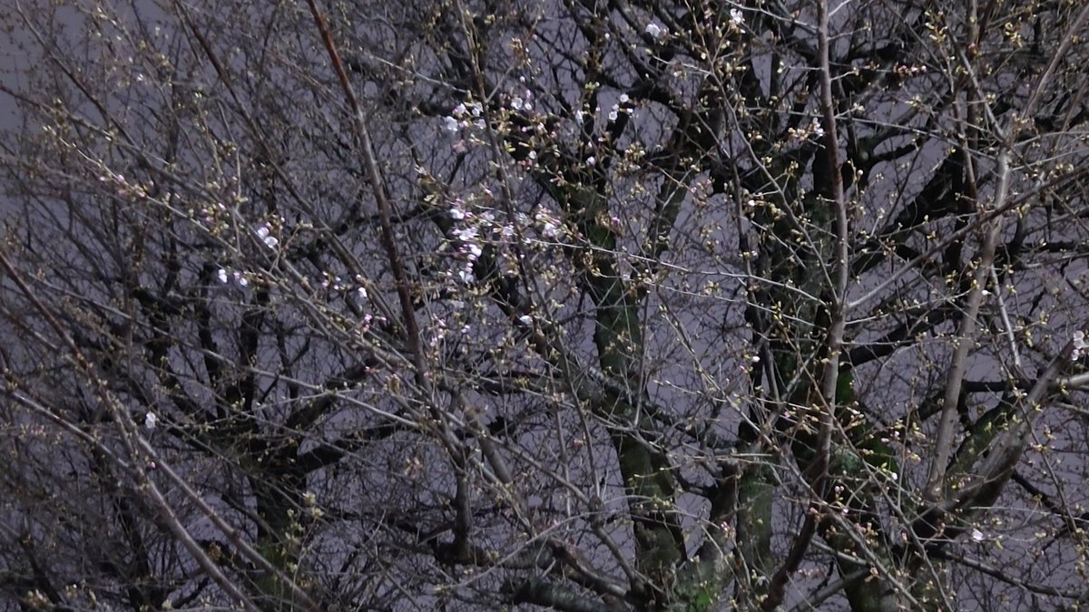 桜がほころび始めてる。