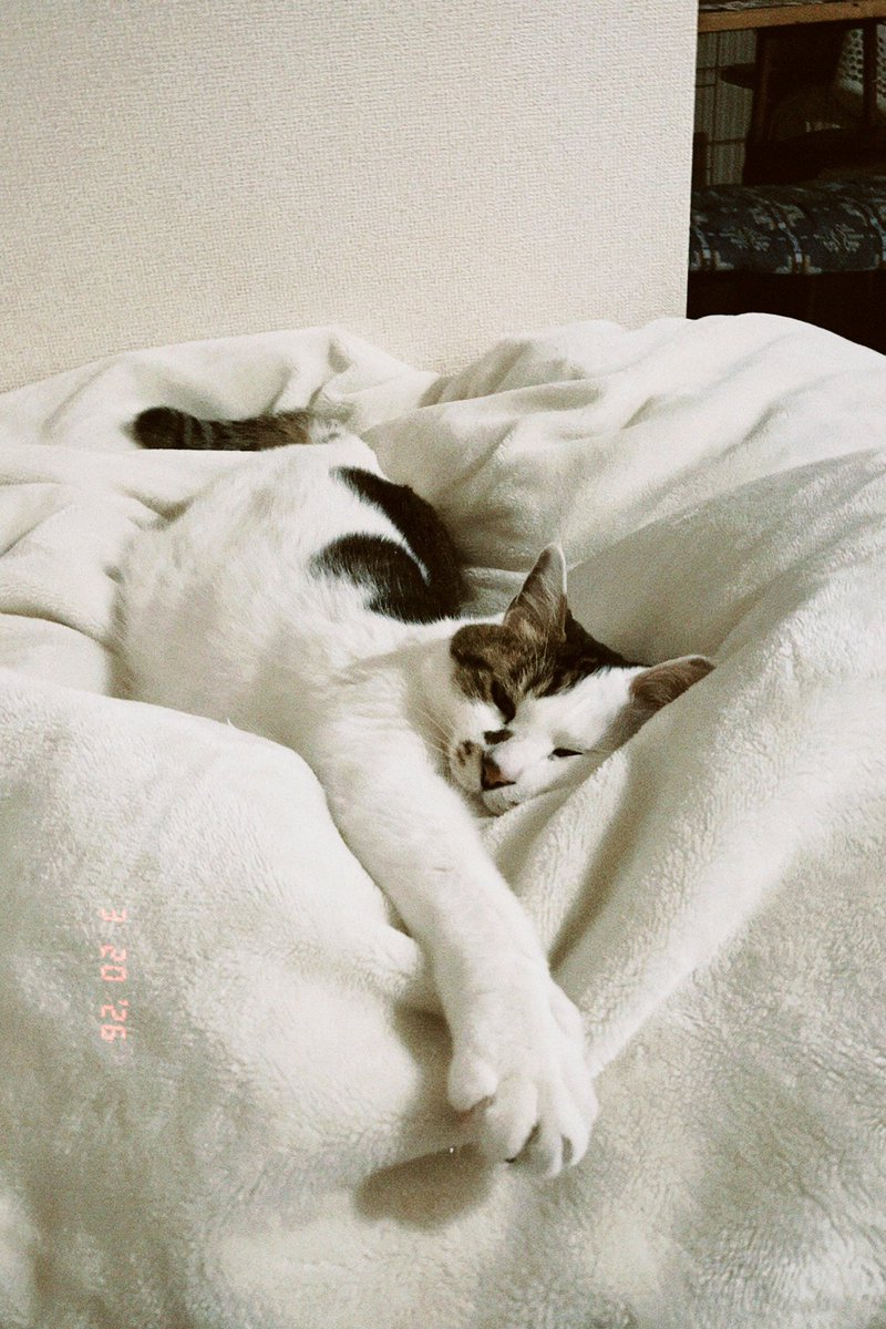 スズキアユミ｜4/11フォントさんぽステーション出展 tweet media