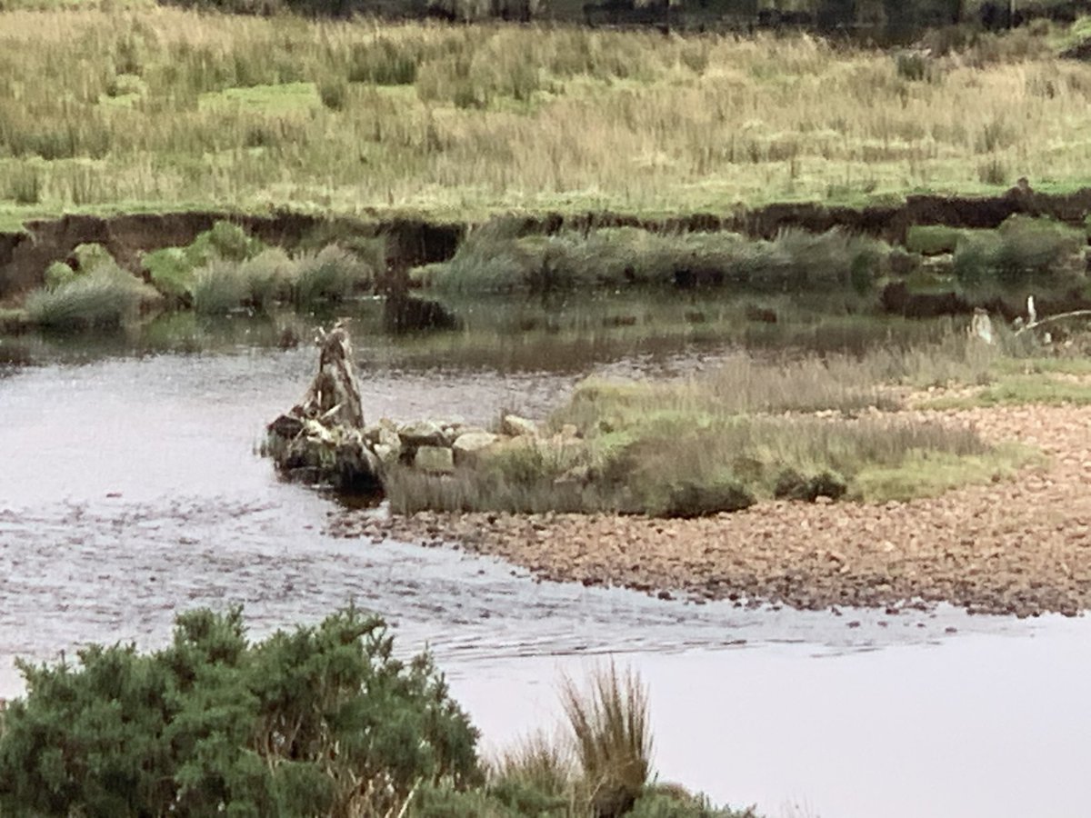 Salmon Scotland tweet media