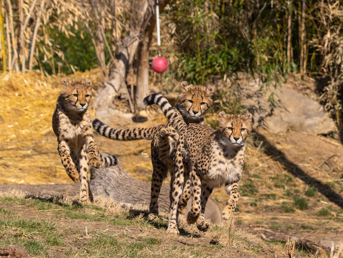 Saint Louis Zoo tweet media