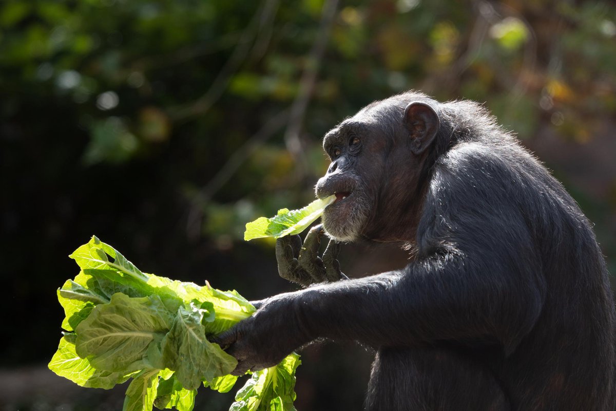 Saint Louis Zoo tweet media