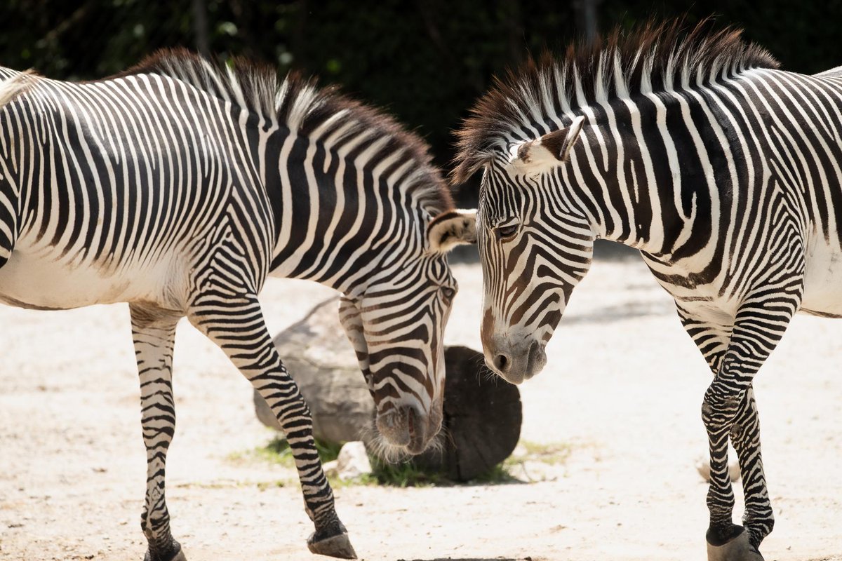 Saint Louis Zoo tweet media