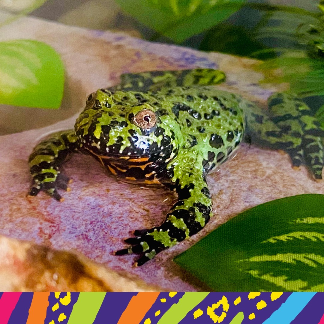 Once In A Wild tweet media