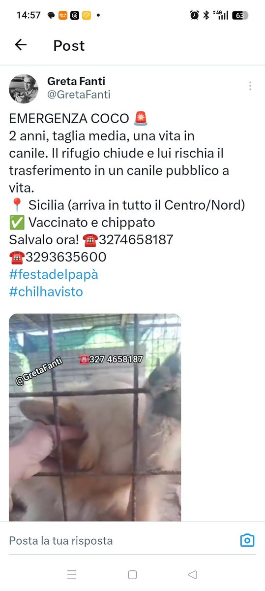 SICILIA: COCO, QUESTA CREATURA STA IMPAZZENDO. HA SOLO DUE ANNI. NESSUNO CHE POSSA DARGLI UN PO' DI CALORE UMANO? ARRIVA OVUNQUE 3293635600