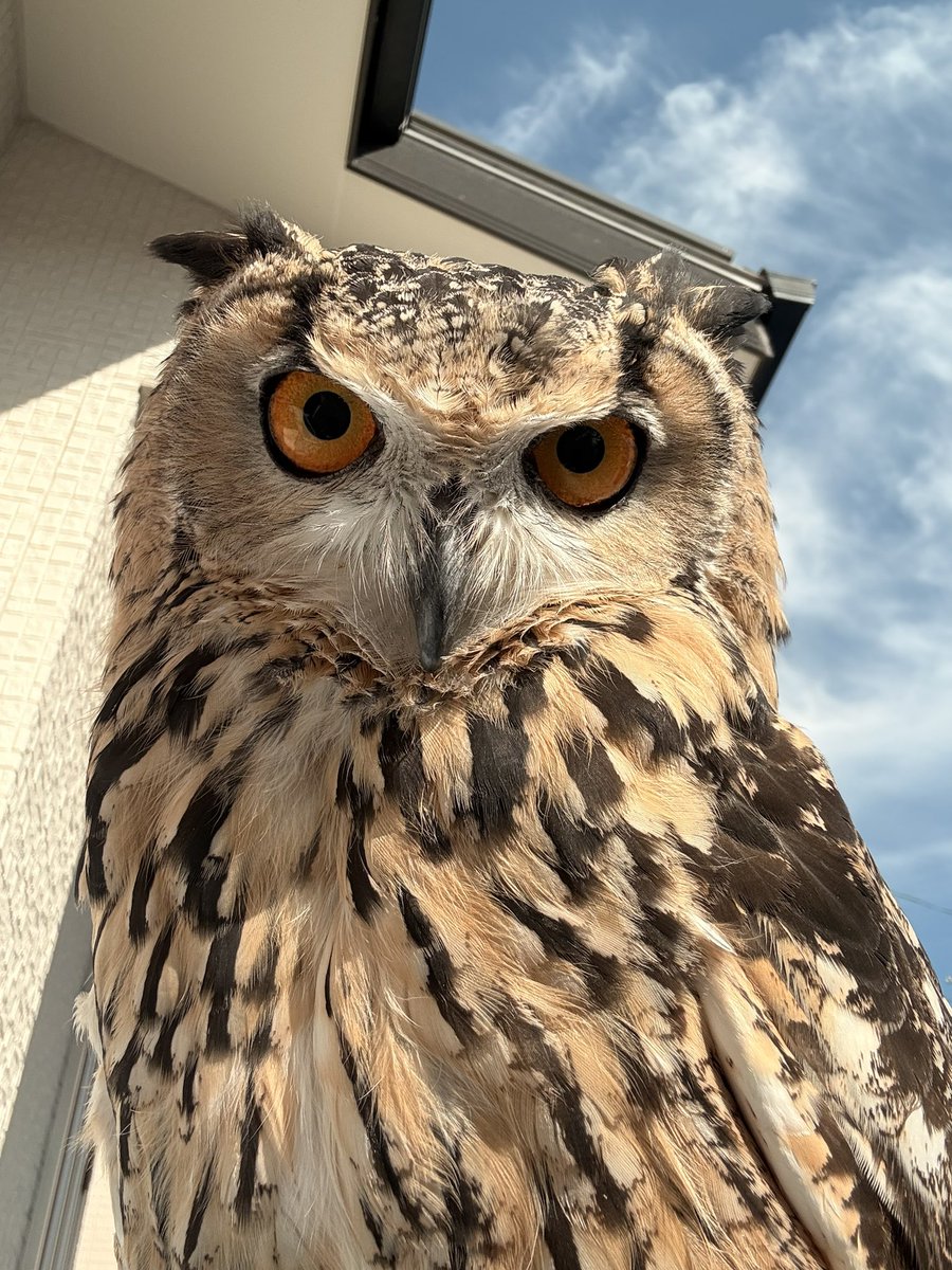 haru_garden tweet media