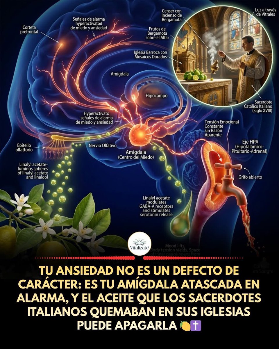 EL ACEITE DE LOS CONFESIONARIOS. 

Hay una ciudad pequeña en la punta sur de Italia, en la región de Calabria, donde crece un fruto que no existe de forma natural en ningún otro lugar del mundo. Una variedad de cítrico que es mezcla de naranja amarga y lima bergamota, de piel