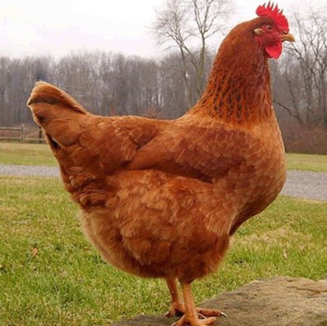 Gucciboy tweet media