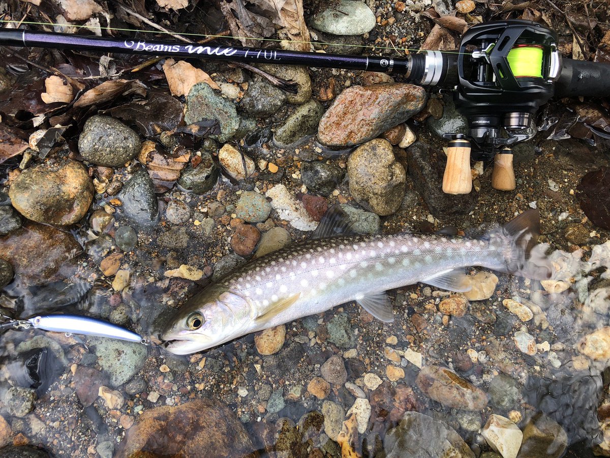 zisakukebari59's tweet photo. 今日も夕方にちょい釣り🎣
サイズは伸びないけど素直に反応してくれる癒し系アイドルに感謝✨
#北海道 #釣り #渓流ベイト #Fishman #Beams #Inte77UL #Naturum #Limited #DAIWA #ALPHAS #アメマス https://t.co/qmrNyCltCY