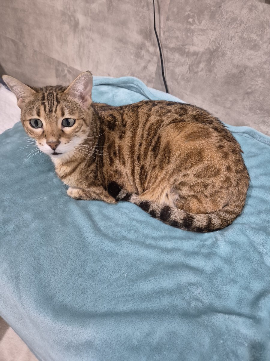 차트리뷰하는 남자 tweet media