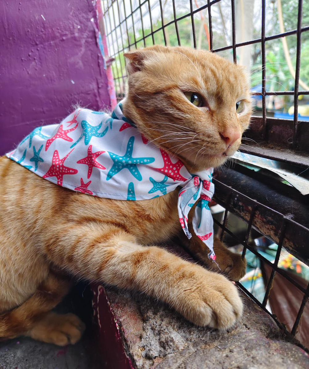 Abhishek Joshi 👨💻🐶 tweet media