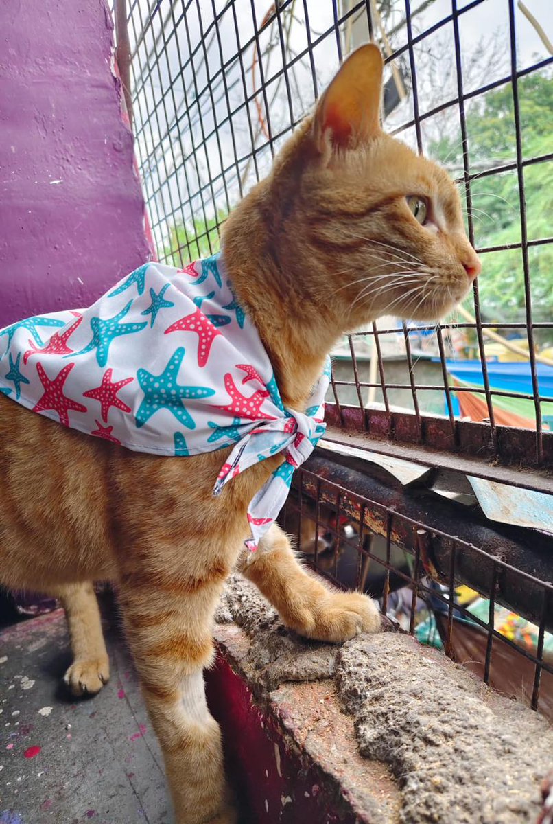 Abhishek Joshi 👨💻🐶 tweet media