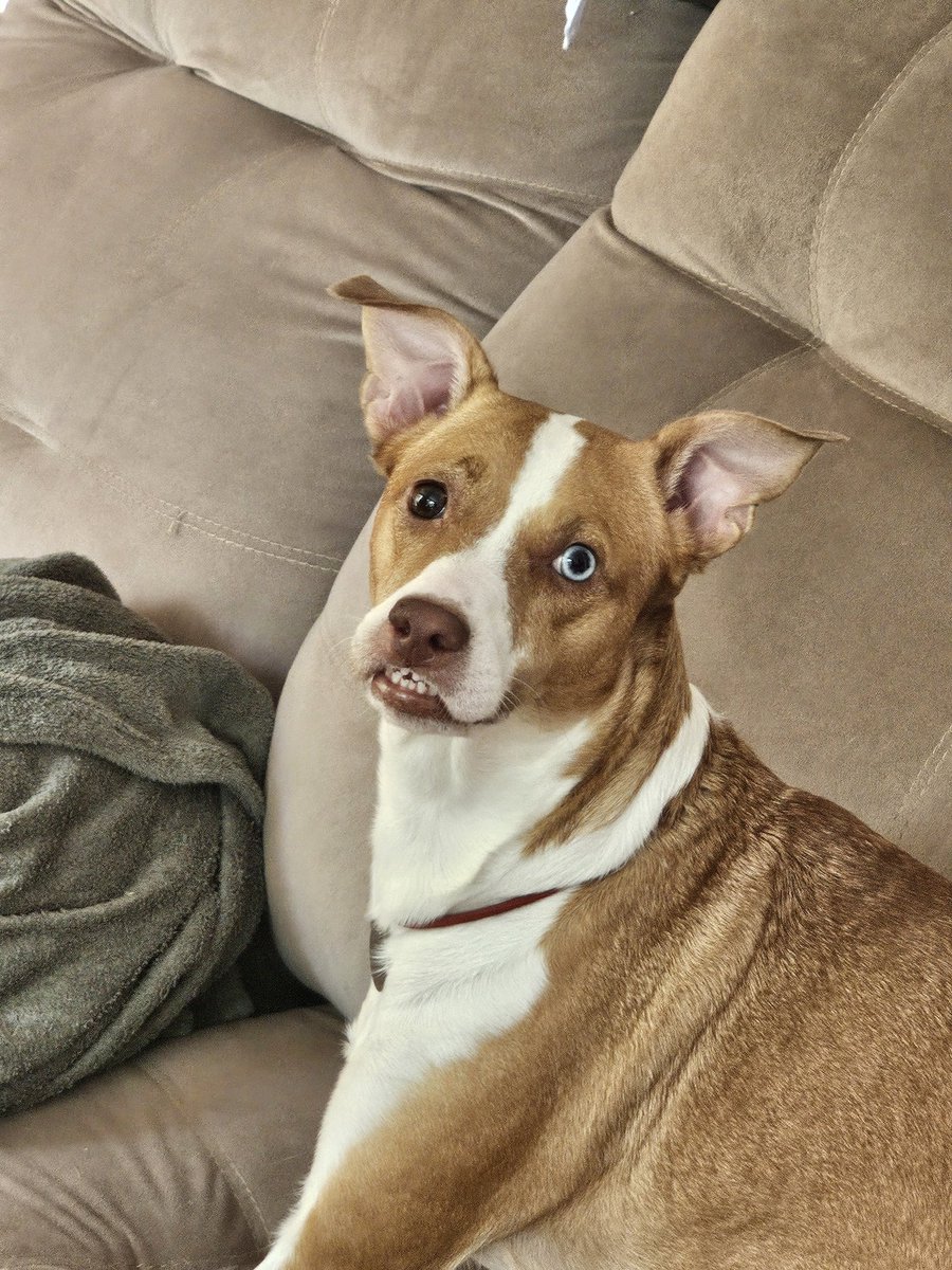 Camisola tweet media