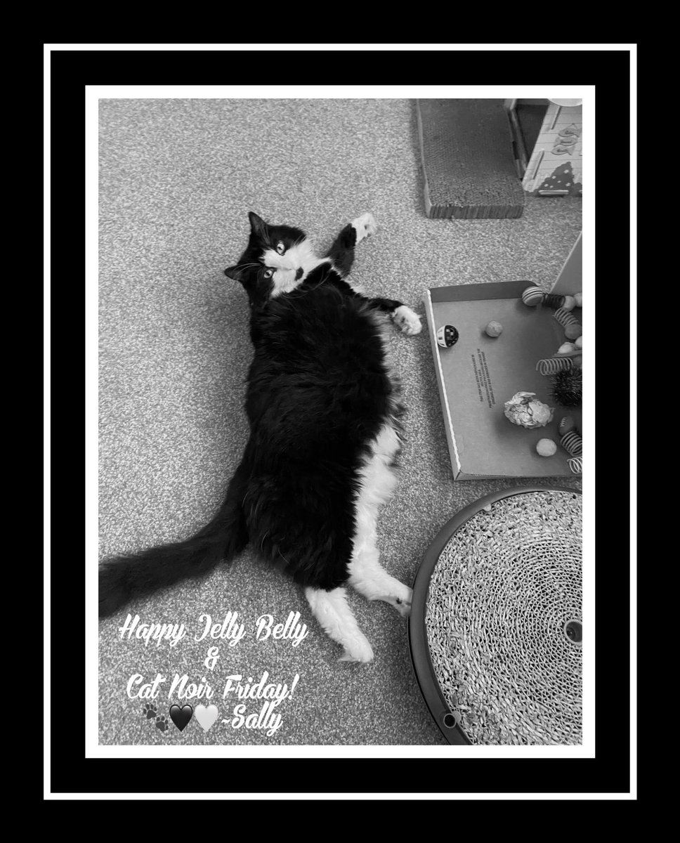 Sally & Sabrina🐾🖤🤍 🐈‍⬛ 🐾🖤🐈‍⬛ tweet media