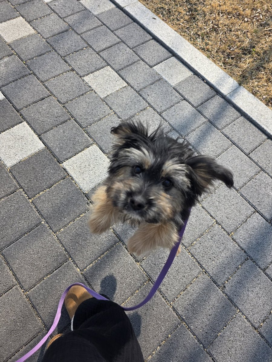 강보ㄹ| tweet media