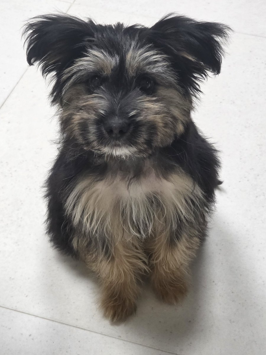 강보ㄹ| tweet media