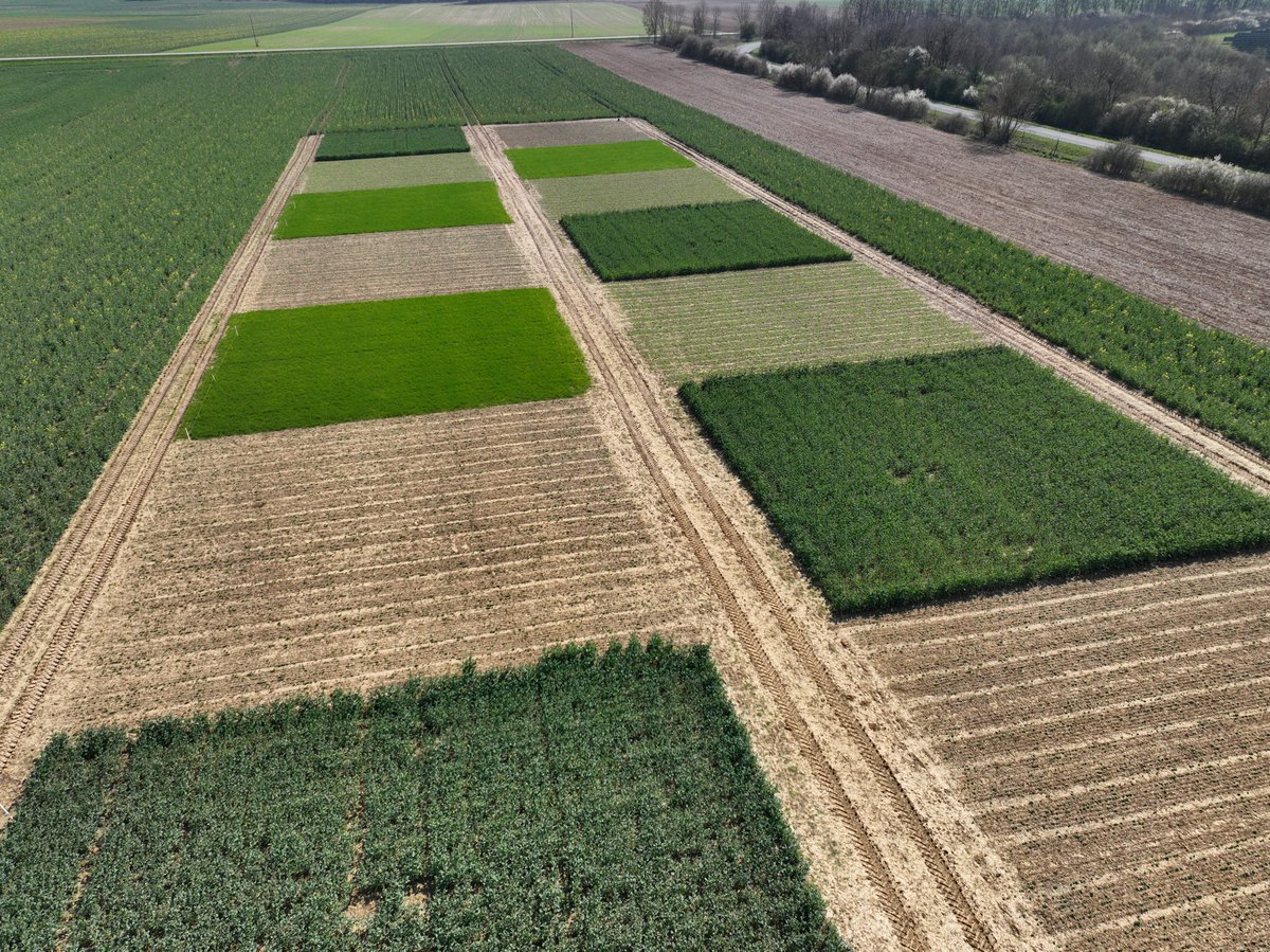 Olivier Mangenot Terres Inovia tweet media