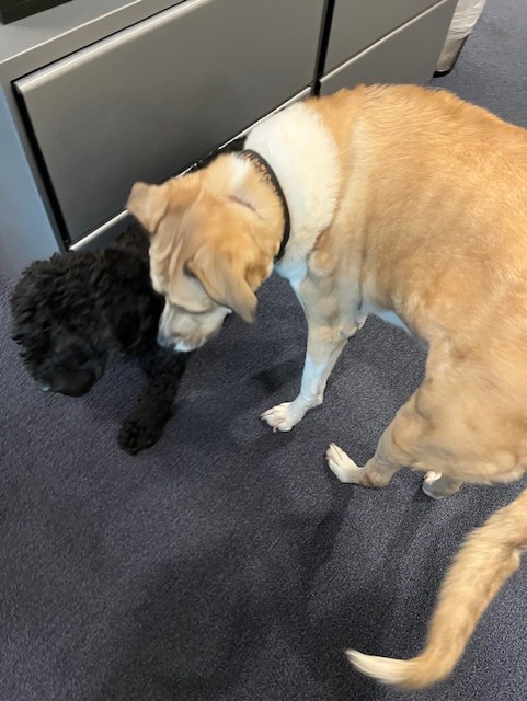 DogsOfKFF tweet media