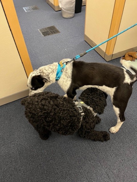 DogsOfKFF tweet media