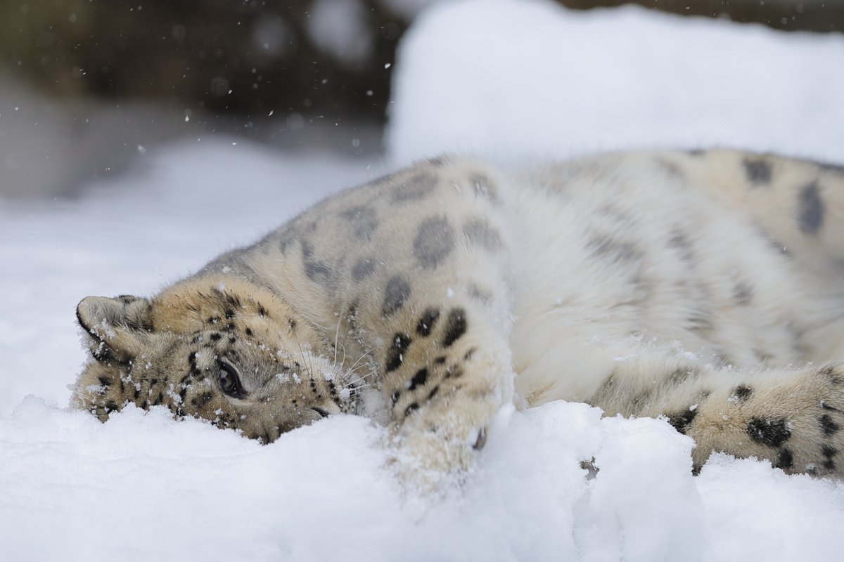 しろくまさんの動物写真 tweet media