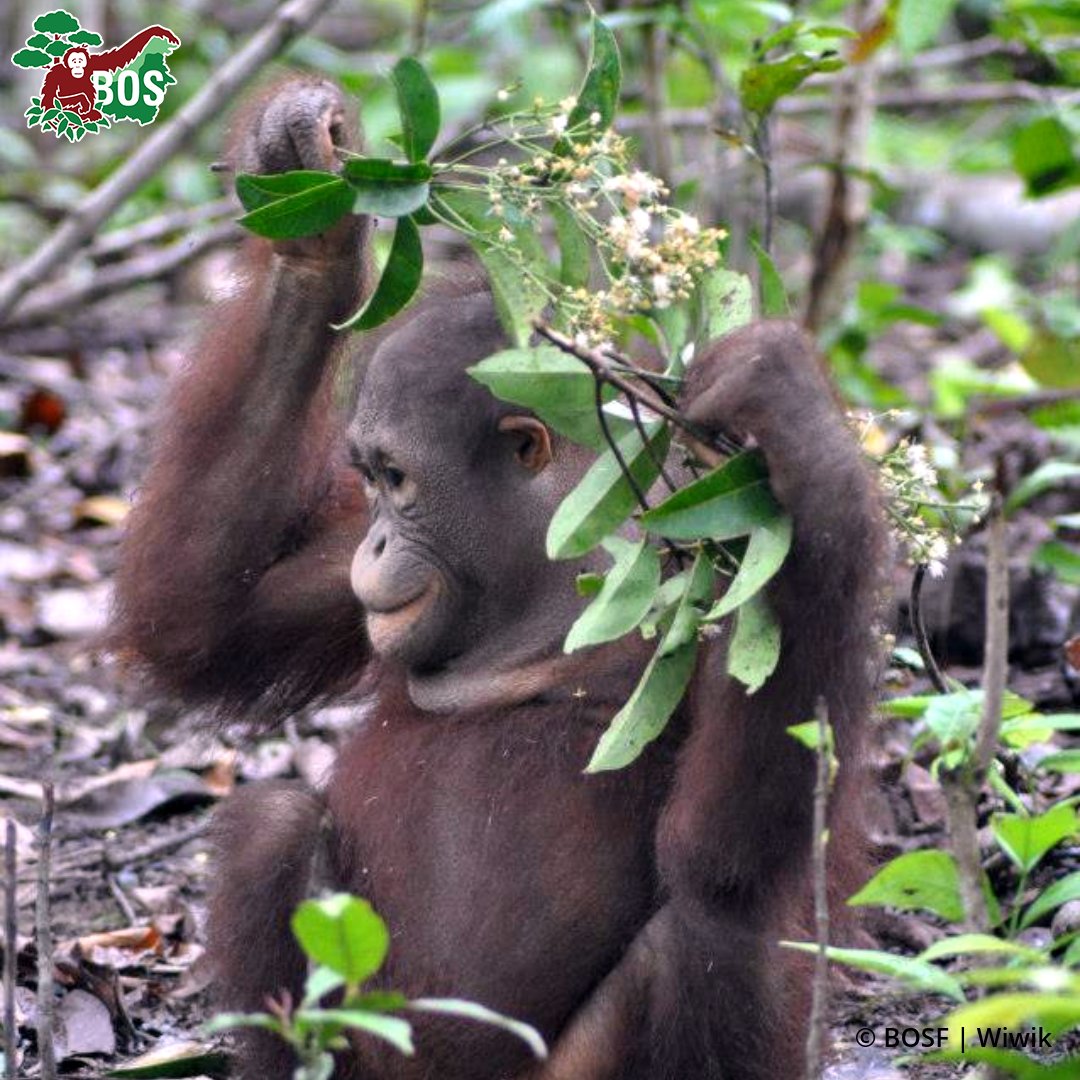 Borneo Orangutan Survival USA tweet media