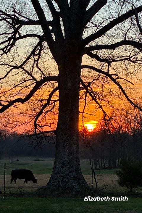 WPSD Local 6 tweet media