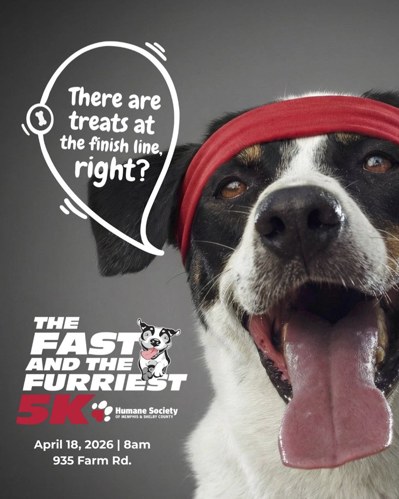 Memphis Humane Society tweet media