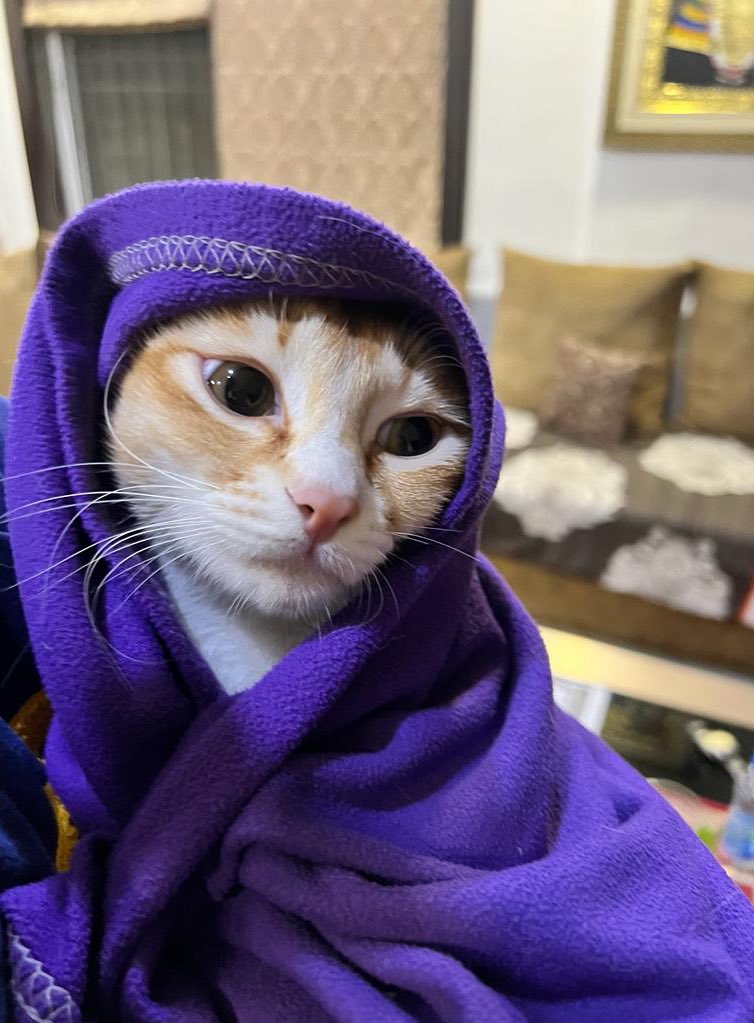 Anish Moonka tweet media