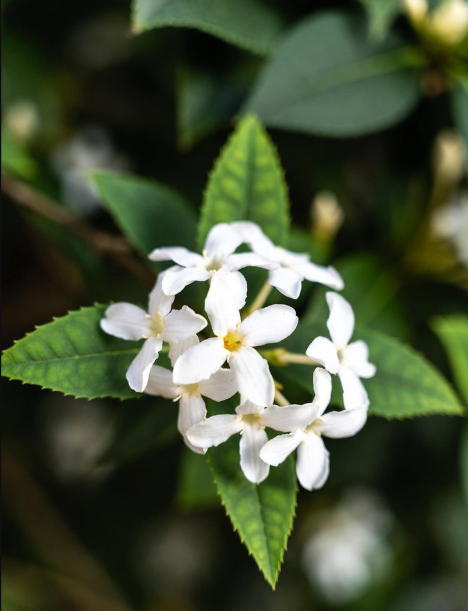 今日は、三ノ宮で、はるわけ歌会に参加してきました。オフライン歌会は初めてで緊張しましたが、歌の好きなところを直接伝えることができるというのは良いですね。🤗ご一緒したみなさま、ありがとうございました💐🥳懇親会も参加して普段話せない人たちとお話ができて楽しかったです😸