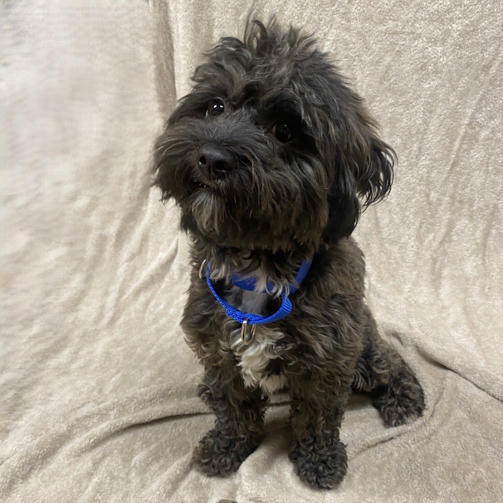 Alex Corradetti tweet media