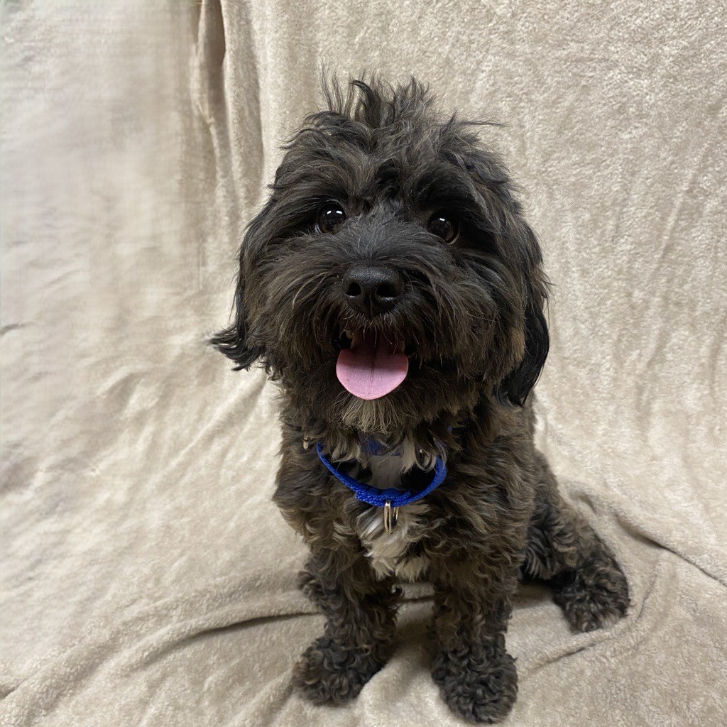 Alex Corradetti tweet media