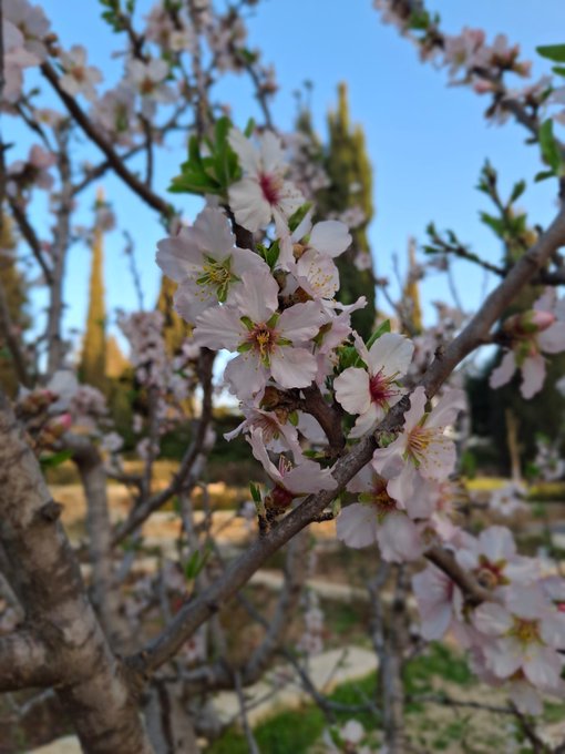 Israele in Italia tweet media